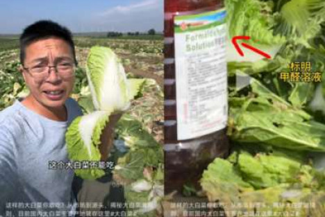 子午：大白菜蘸甲醛屡禁不止，因为“吃不死人”
