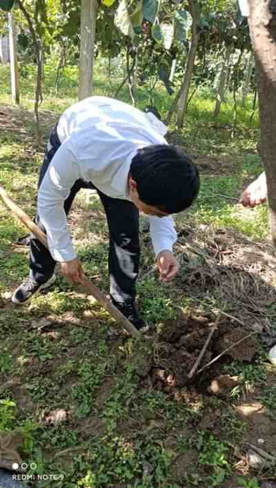 最后一批新鲜猕猴桃,想吃的同志抓紧了