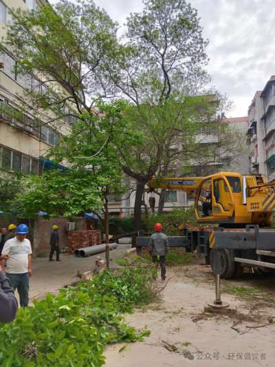 新乡市红旗区一社区铲绿扩路引质疑，老旧小区改造岂能“以硬代绿”？