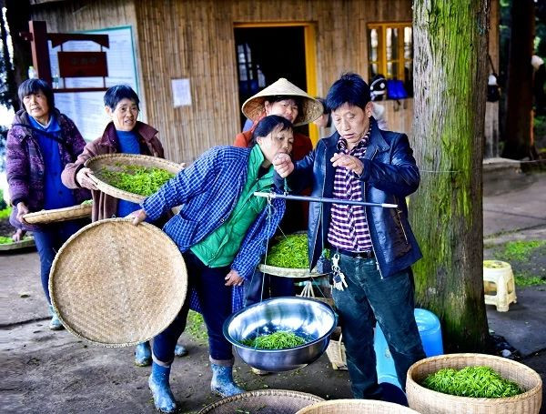 黄金芽炒至3000多元一斤，采茶女工收入却只有茶价的1%