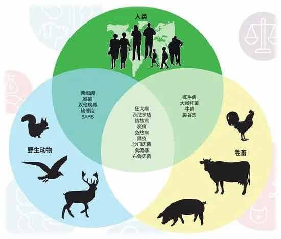 新冠暴露人、畜、环境间的矛盾,解决该矛盾需要“同一健康”理念