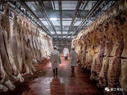 【国际风暴】美国屠宰场工人批量感染、死亡，特朗普命令工人继续上班