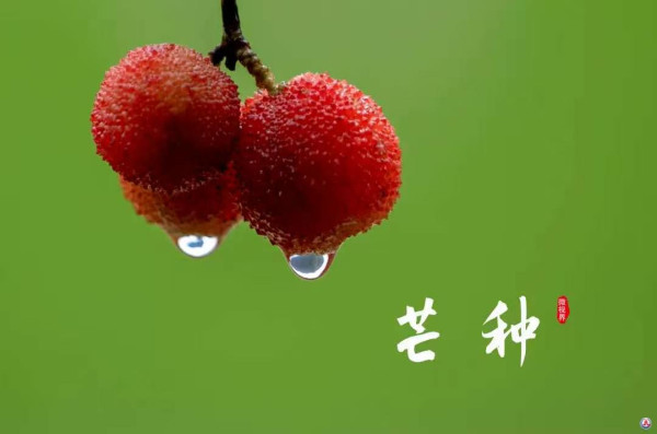 闫宏伟:节气诗词之芒种(2026.6.5)
