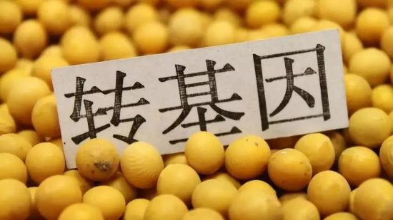 随着转基因的推广，阿根廷遭受了生态危机爆发、种子垄断、饥荒等负面影响，其根源在于对转基因技术的安全性和影响缺乏认识，且未掌握转基因核心技术，对美国和跨国公司产生依赖。因此，在“技术进步”的名义下，阿根廷的农业发展模式被重新塑造，粮食主权受到侵蚀，国内的饥荒问题愈演愈烈。