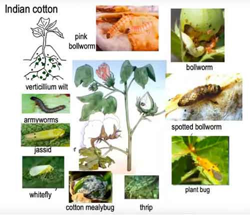 月报|多种基改生物在世界各地受挫,阿根廷竟核准抗旱基因改造小麦