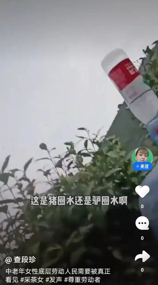 然而撕开这层被资本精心编织的华丽外衣，展现在世人面前的却是另一幅令人窒息的图景：在某国的产茶大省，一群年龄在五十岁到七十岁之间的老年女性，正佝偻着腰背，在凌晨四点的冷雨中，用皲裂红肿的手指，为那一抹所谓的天价清香付出着血与汗的代价。