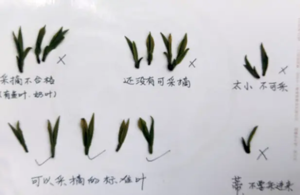 黄金芽炒至3000多元一斤，采茶女工收入却只有茶价的1%