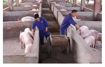全国生猪产能地图:恢复生产,资本洗牌在行动