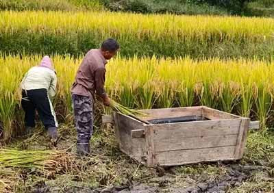 全球种业巨头的逻辑是标准化、规模化、可复制。他们要的是在任何土地上都能生长的品种，要的是可以装在集装箱里运往世界各地的种子。但农业从来不是工业。农业是土地、气候、文化、历史的综合体。把农业装入资本的标准模具，土地将永久失去孕育惊喜的能力。