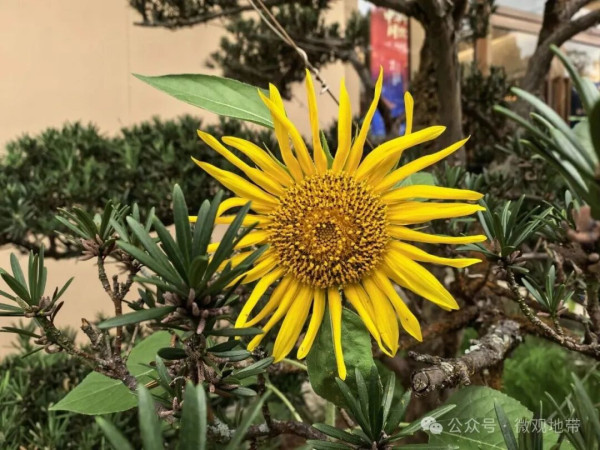 与陈毅论诗:诗要用形象思维