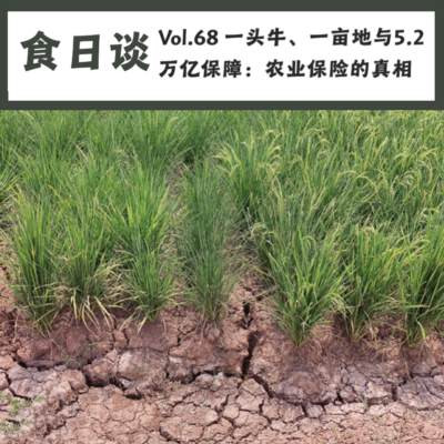 农业保险听上去很美,可惜不是灵丹妙药