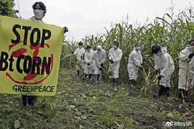 月报|多种基改生物在世界各地受挫,阿根廷竟核准抗旱基因改造小麦