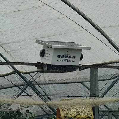 云南蓝莓扩张:跨国公司、采摘女工与价格雪崩