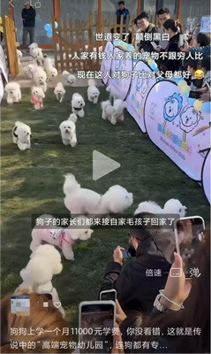 在鲜明的对比下，老百姓活得不如富豪的一条狗!这本身就是极大的悲剧，是对执政者极大的讽刺，应该引起党政部门的重视予以纠正