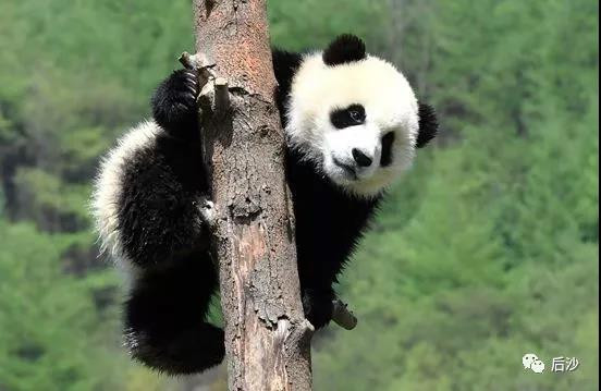 “捣乱,失败,再捣乱,再失败,直至灭亡……”