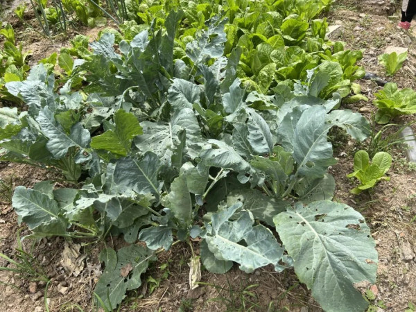 给别人做了十几年饭后，她们忘了自己喜欢吃什么