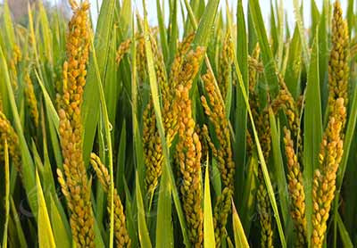 空运活虾与霉米：战时重庆的食物政治