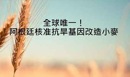 月报|多种基改生物在世界各地受挫,阿根廷竟核准抗旱基因改造小麦