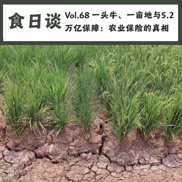 在公共舆论里，每次谈到气候变化给农业生产带来的风险，专家、公众甚至政策制定者总是不约而同地把“农业保险”作为救命稻草。但是，农业保险在我国实施的现状、农民对此的态度、保险是否就等于保障，这些具体的问题缺少有人深入追问。