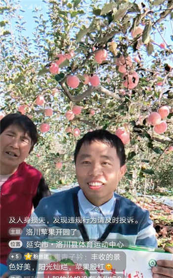 革命老区的洛川苹果,值得我们品尝