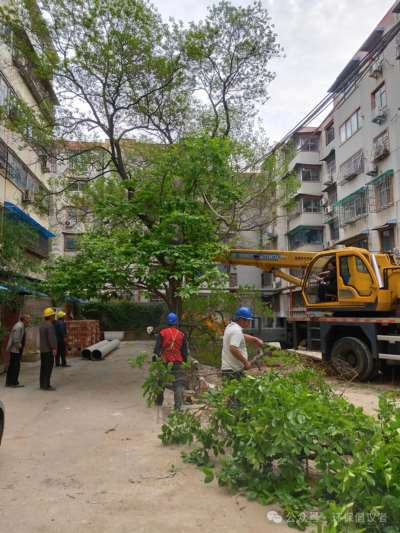 新乡市红旗区一社区铲绿扩路引质疑，老旧小区改造岂能“以硬代绿”？