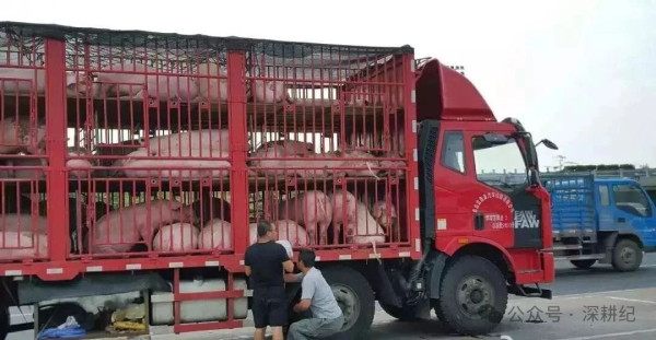 猪能吹空调，那牛马能不能吹呢？谁支配社会的生产，谁才是社会的主人。这个道理，自从人类当了哺乳动物的家以来，从来就没怎么变过。