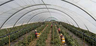 云南蓝莓扩张:跨国公司、采摘女工与价格雪崩