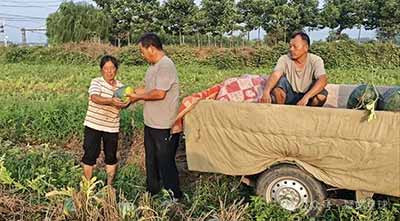 《焦点访谈》能曝光一些如台账造假、数据虚报瞒报这样的违规问题,这当然是值得肯定的。只是除此之外,农业农村还有许多问题,不能以或台账或数据或报表这样的方式呈现。我爸在收麦时看着麦粒的皱眉,七十多岁的老年农民在下地手掰玉米时的叹气,种粮大户在连雨天站在田间的发愣等等,这些都应该被看到,其背后反映出的问题,都值得被重视起来。