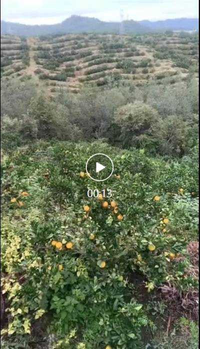 红色圣地瑞金脐橙：感念红色历史，唤醒味蕾的阳光之果