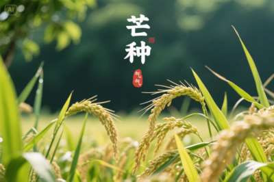 闫宏伟:节气诗词之芒种(2026.6.5)