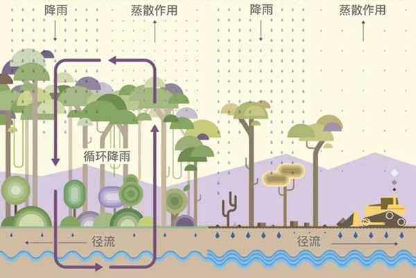 亚马逊之火，因何燃起，谁在加油？