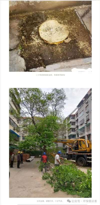 新乡市红旗区一社区铲绿扩路引质疑，老旧小区改造岂能“以硬代绿”？