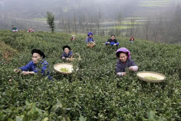 黄金芽炒至3000多元一斤，采茶女工收入却只有茶价的1%
