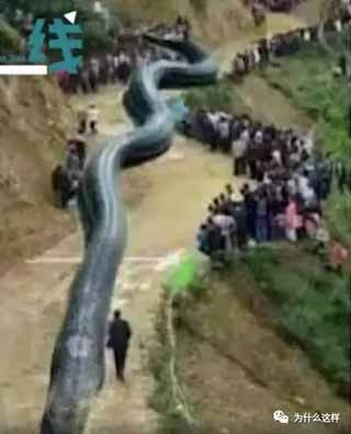 这些年中国一些人的智商下降严重，概因资本主义思维的泛滥，这就是中了资本主义“奶头乐”之毒的体现，思维低下目光短浅娱乐至死，对政治毫不关心的人，也就失去了对政治的分析思考的能力，但是，社会中的政治是无处不在的，不关心政治的人，对于社会也就失去了分析判断能力，只能任凭别有用心的人摆布和欺骗。