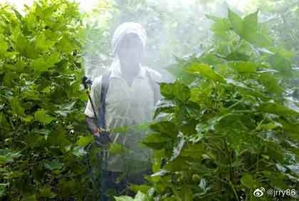 月报|多种基改生物在世界各地受挫,阿根廷竟核准抗旱基因改造小麦