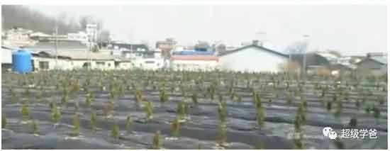 文在寅也把房地产改革、打压房价作为一项重要的民生工程，并在上台三年后持续重拳出击，出台了28项房改政策。结果还不错，文在寅成功把首尔打造成了全世界涨幅最大、涨速最快的城市，本来已经很高的房价，四年涨了50-90%。文在寅被骂跟开发商蛇鼠一窝。