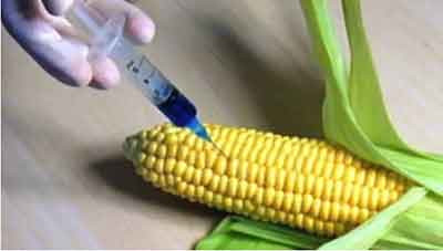 月报|多种基改生物在世界各地受挫,阿根廷竟核准抗旱基因改造小麦
