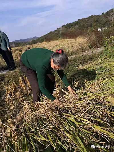 ,“知识分子到劳动人民群众中去。跟人民群众打成一片”,不正是我党优良作风的传承么?人民群众不更需要这样的专家教授么?这一点,顾秀林教授做到了,而且做的很好。