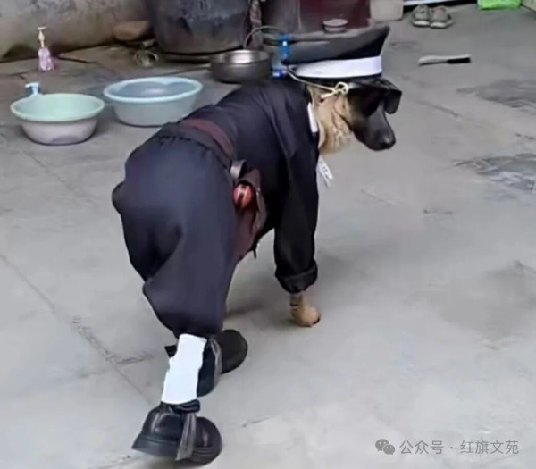 她的“高论”到底是代表什么人发声?拭目以待