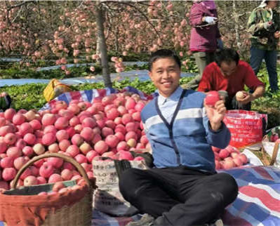 革命老区的洛川苹果,值得我们品尝