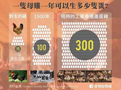 一只鸡一年产蛋量从10多个到300个，是进步还是倒退？
