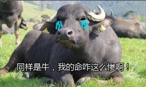 印度人喝牛尿吃牛粪，到底是圣牛传统，还是驭民之术？