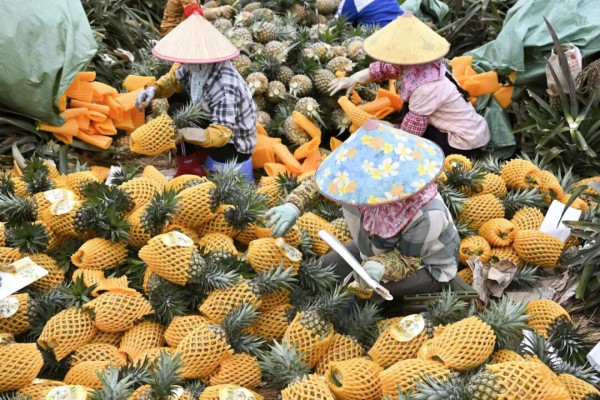 打零工的农村中老年妇女：疲于奔命赚钱，大多不为自己