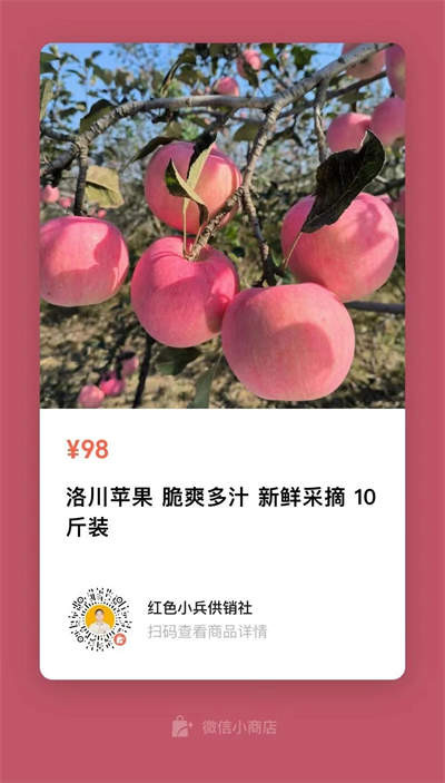 革命老区的洛川苹果,值得我们品尝