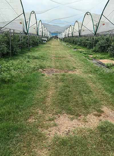云南蓝莓扩张:跨国公司、采摘女工与价格雪崩