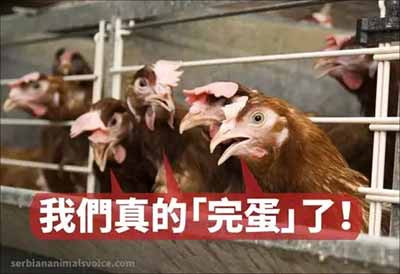一只鸡一年产蛋量从10多个到300个，是进步还是倒退？