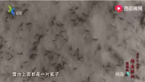 而正是因为国内舆论战场上中国派失去主导权，导致老百姓无所适从，几个实事不干频频出现在媒体镜头的网红主导了我国生物安全建设。大大在9月29日内部第三十三次集体学习时已强调要加强国家生物安全风险防控和治理体系建设，提高国家生物安全治理能力。面对国内外生物安全形势日趋严峻的当下，笔者认为夺回国内舆论主导权亦是刻不容缓之事！