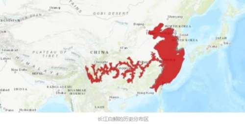 王者的灭绝